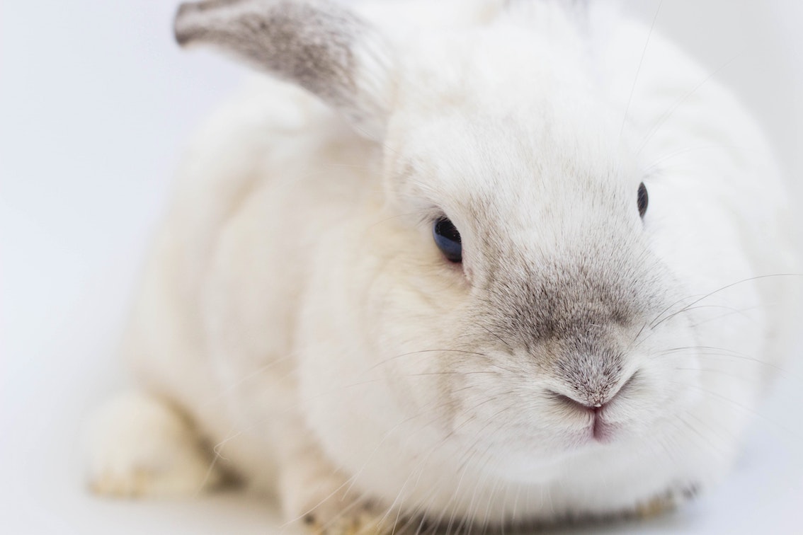 10-facts-about-animal-testing-and-cruelty-free-glam-but-first-coffee